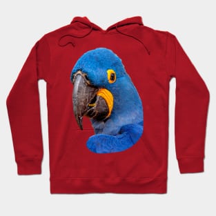 Hyacinth Macaw Hoodie